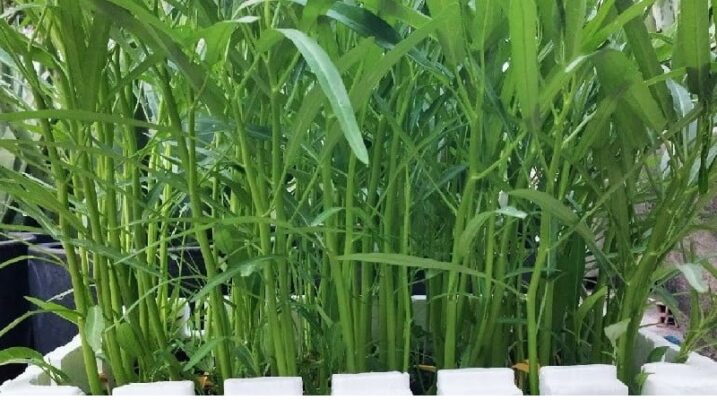 trồng rau muống trong thùng xốp