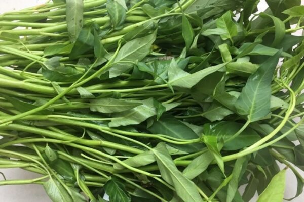 chăm sóc rau muống khi gieo