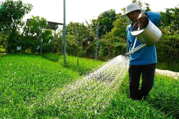 chuẩn bị trồng rau muống