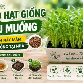 Cách Gieo Hạt Giống Rau Muống Nhanh Nảy Mầm, Dễ Trồng Tại Nhà