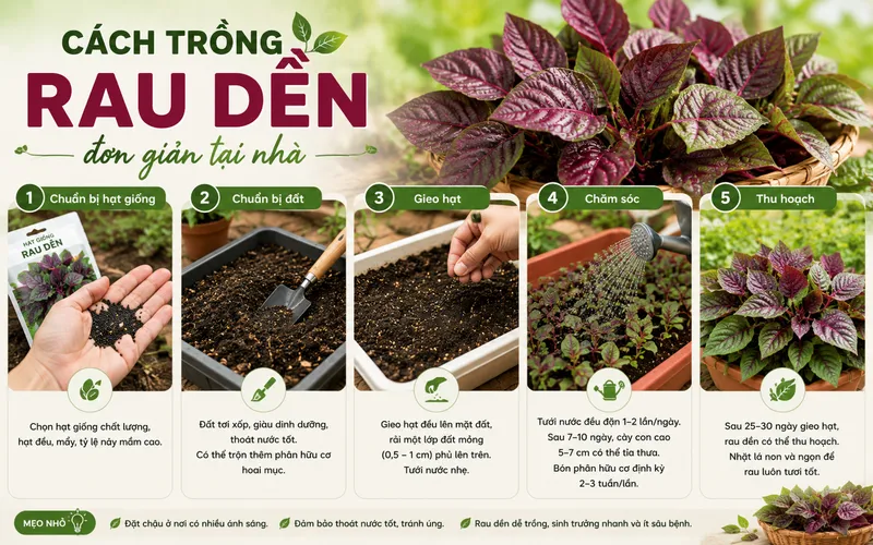 cach-trong-rau-den-don-gian-tai-nha