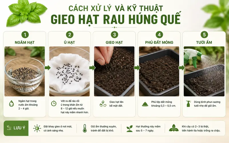 cach-xu-ly-va-ky-thuat-gieo-hat-rau-hung-que