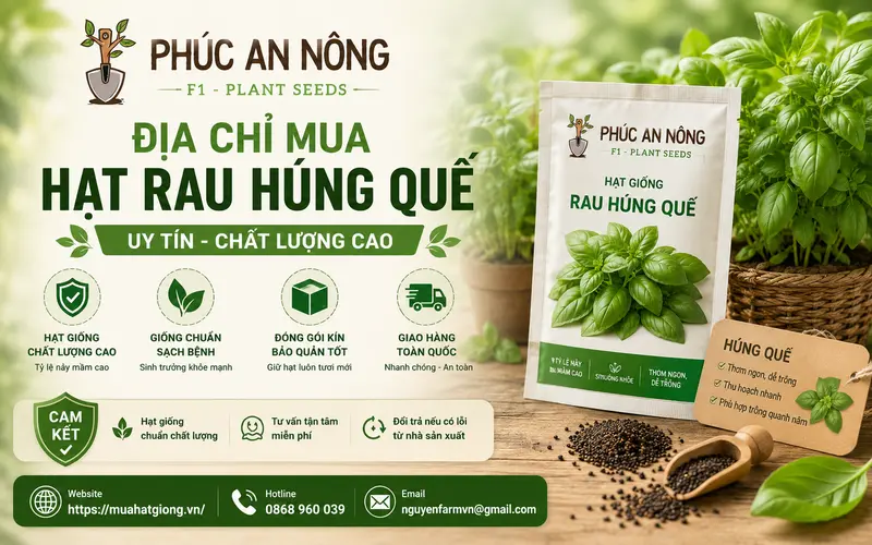 dia-chi-mua-hat-rau-hung-que-uy-tin-chat-luong-cao